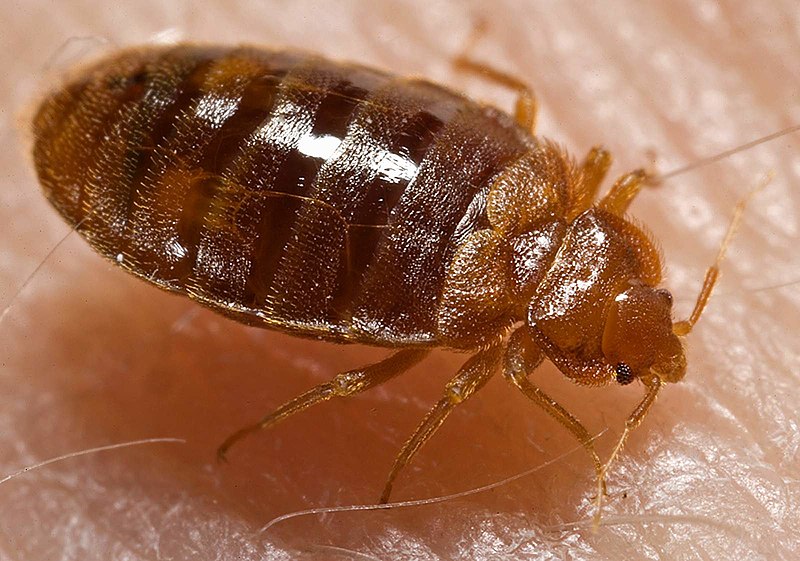 Bed Bugs Bedbugs Spot-On Pest Control Service