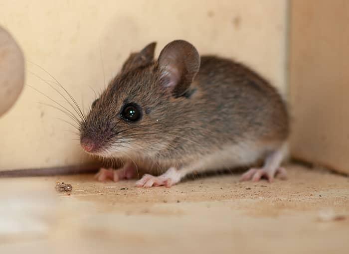 Rats Mice Mouse Rodents Spot-On Pest Control Service