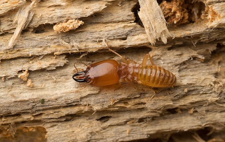 Termites Spot-On Pest Control Service